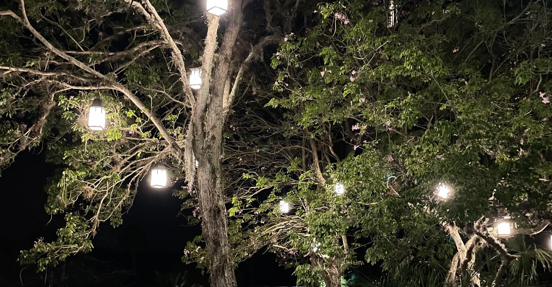 Electrician installation of Landscape lighting in a tree in New Port Richey FL